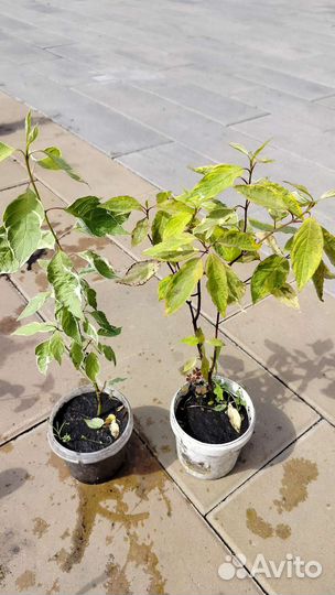 Декоративные кустарники