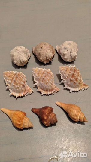 Ракушки настоящие с Тайланда