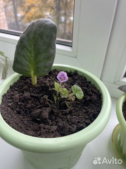 Фиалка в горшках