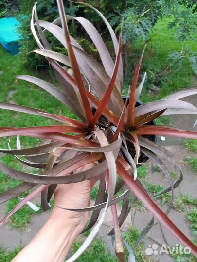 Тилландсия