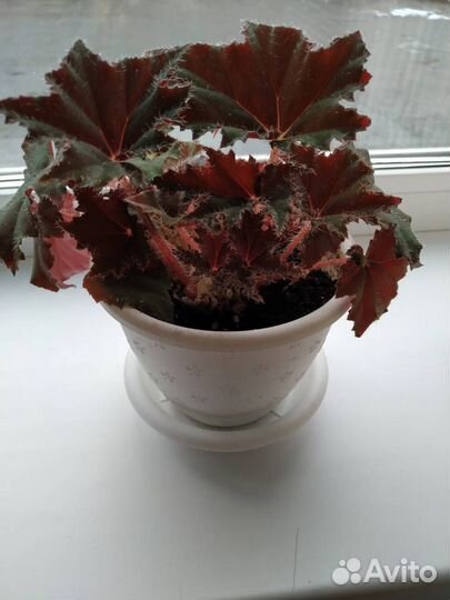 Комнатные растения цветы