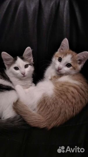 Котята из полной семьи в добрые и заботливые руки