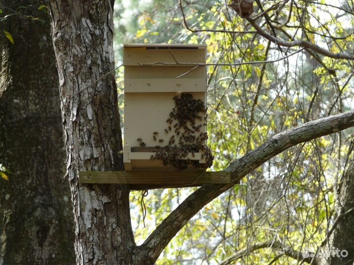 Ловушки.Сушь,вощина,рамки,ульи,пчелоинвентарь