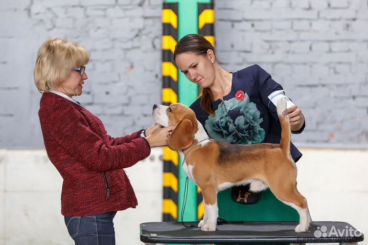 Кобель Бигль для вязки