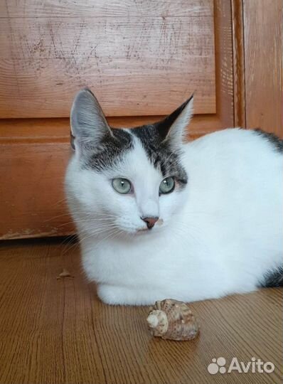 Белочка в поиске хозяев