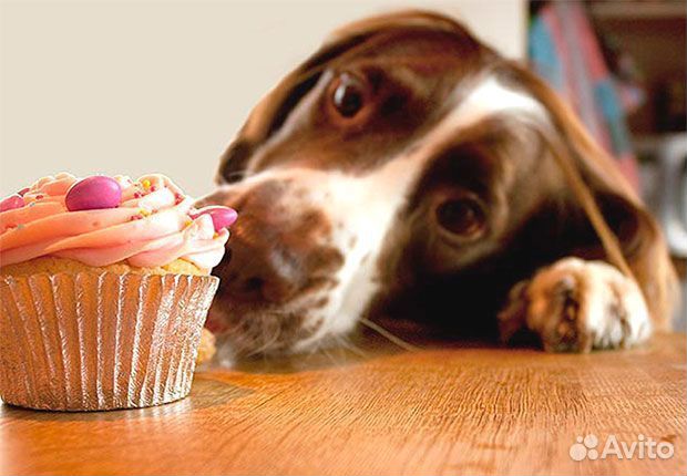 Торты для собак