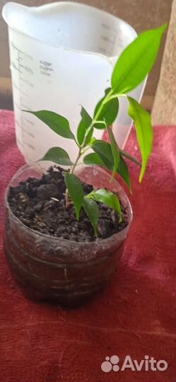 Комнатные цветы