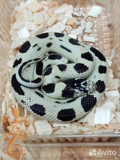 Королевские змеи (Lampropeltis)