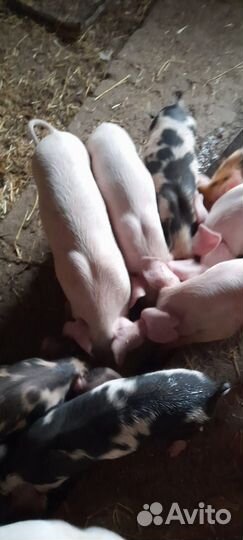 Поросята
