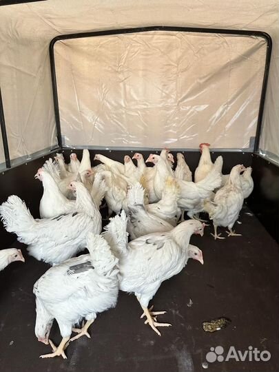 Курочки Адлеровская серебристая