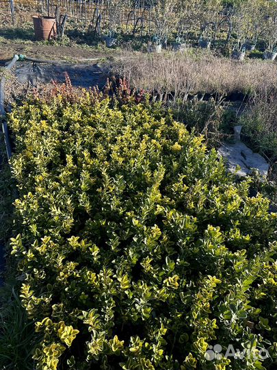 Беремклет Форчуна Ассорти