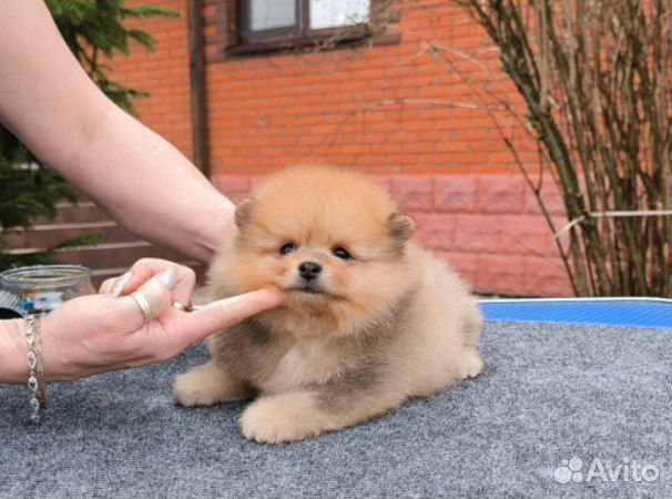 Рыжий мальчик