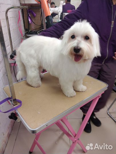 Груминг стрижка собак