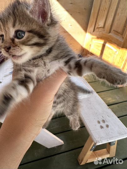 Отдам котят