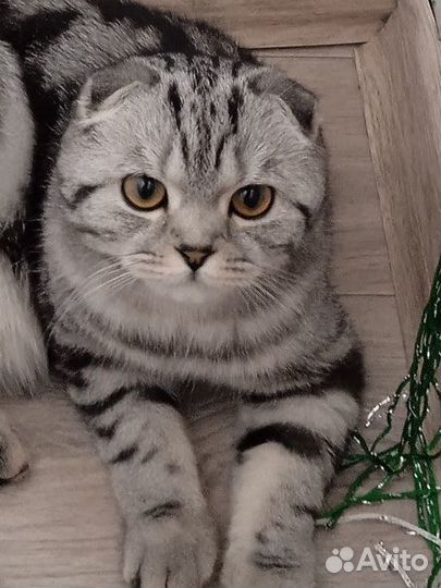 Британский кот вязка
