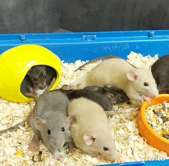 Декоративные крыски Дамбо