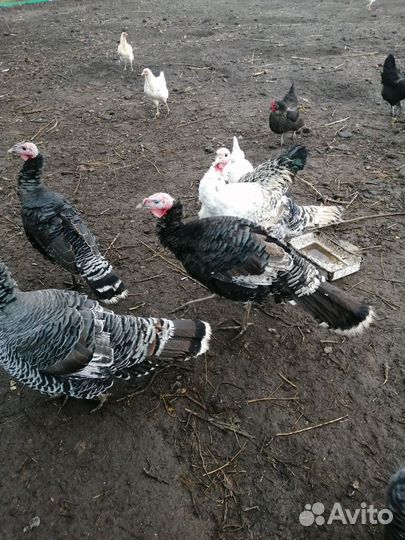 Индюки бронза