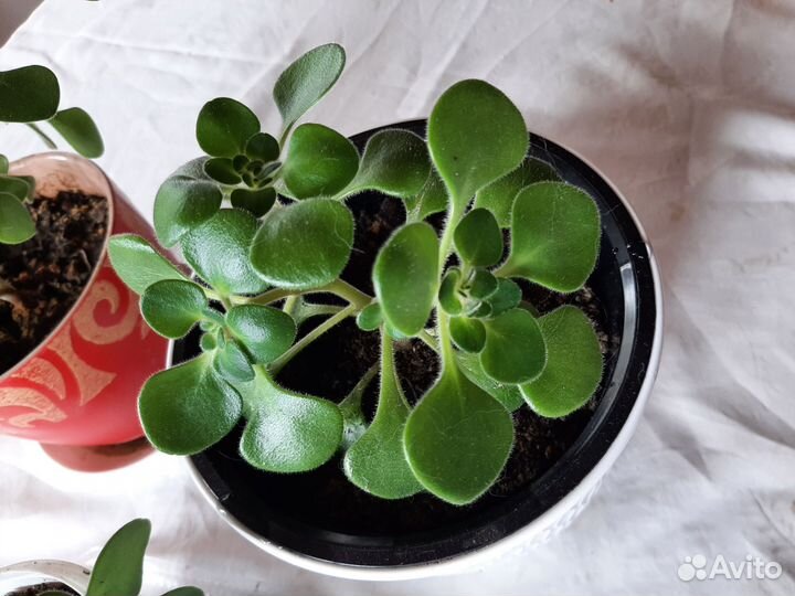 Аихризон дерево любви