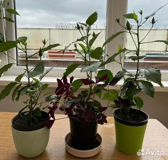 Комнатные цветы. Гибискус гибридный