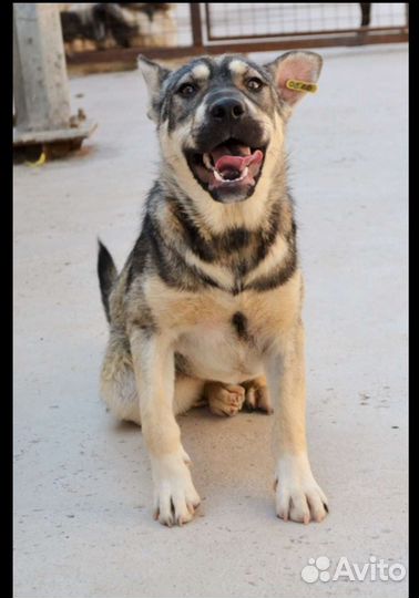 Собака бесплатно