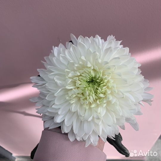 Хризантема