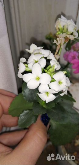 Каланхое цветущее
