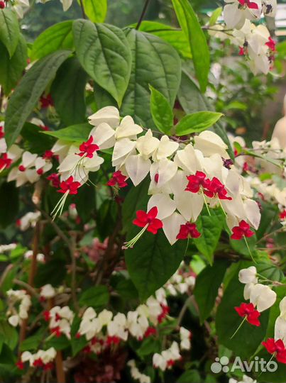 Клеродендрум томпсон