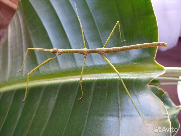 Аннамский палочник