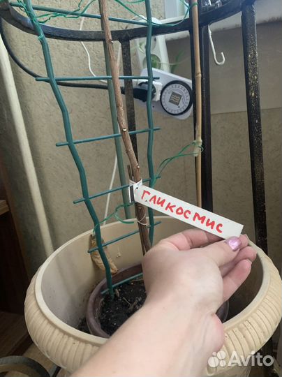 Бирка(ярлык)