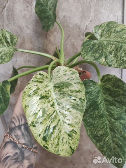 Филодендрон гигантум вариегатный