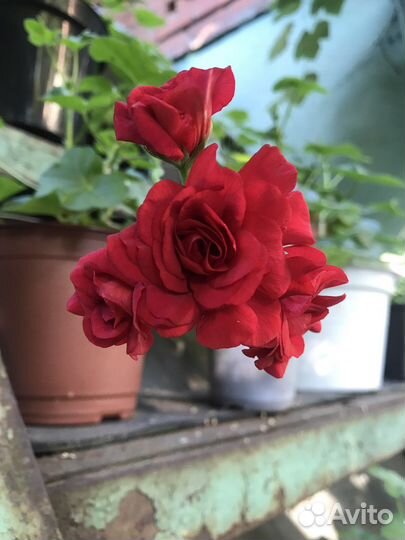 Плющелистная пеларгония ампельная