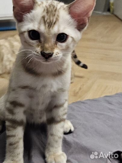 Бенгальские котята