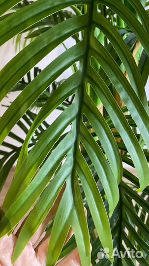Пальма шикарная искусственная реалистичная тренд