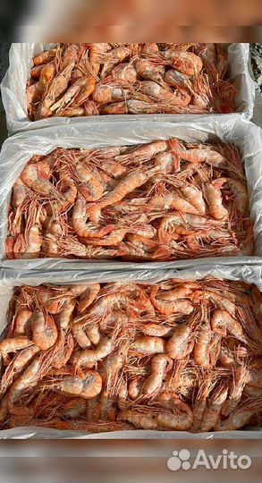 Креветка Северная