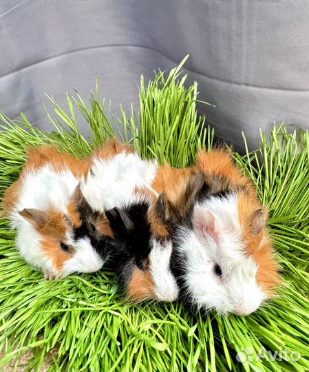 Морская свинка