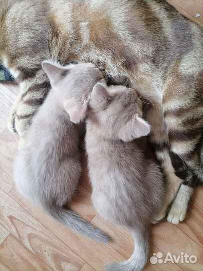 Котята в добрые руки мальчик и девочка
