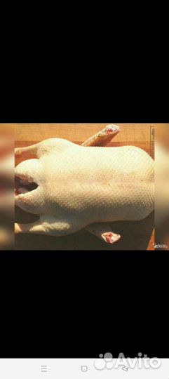 Продам мясо утки