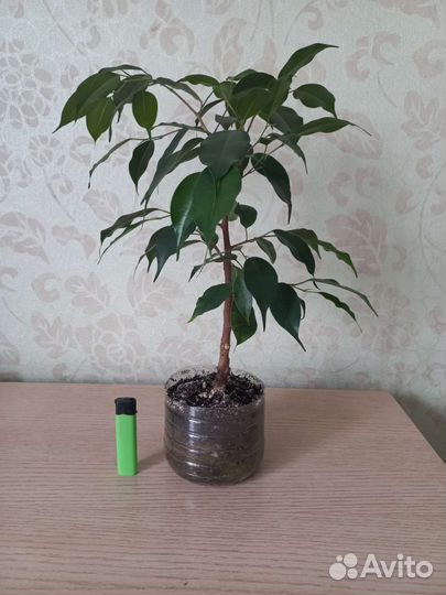 Фикус Бенджамина Даниель