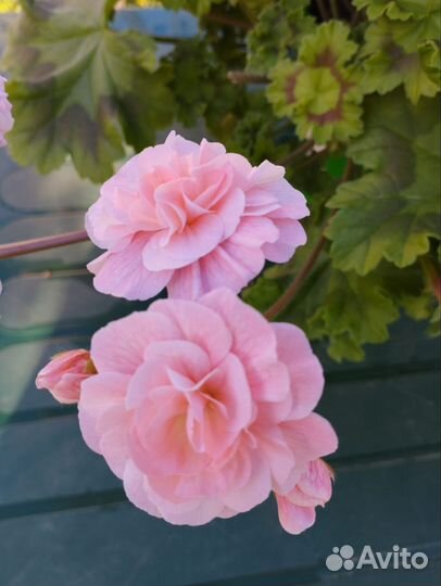 Пеларгония ив Клавдия Шульженко