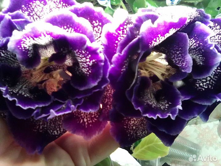 Глоксинии сортовые