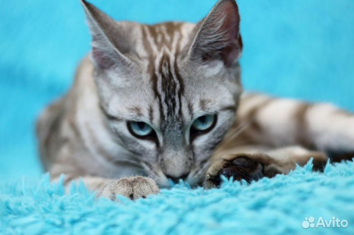 Девочка окрас серебро минк с пр. разведения 11 мес