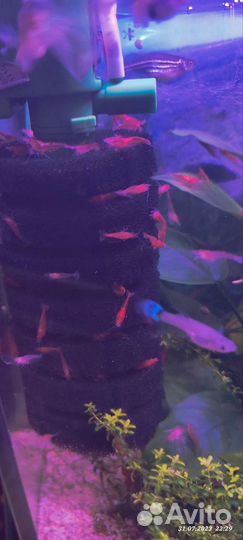 Аквариумные креветки вишня