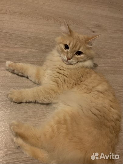 Отдам в добрые руки