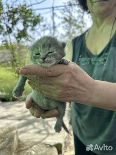 Вислоухие котята