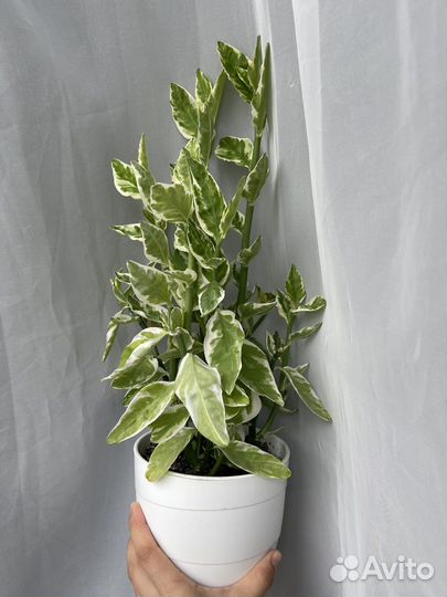 Комнатные растения цветы