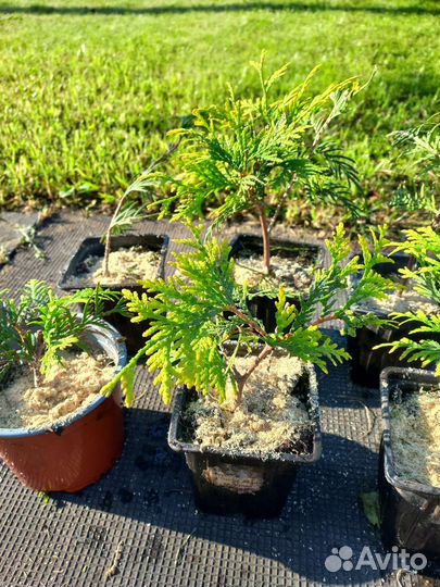 Туя Голден смарагд