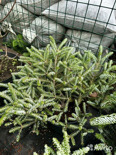 Пихта корейская Сильберлок