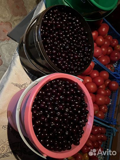 Вишня владимирская