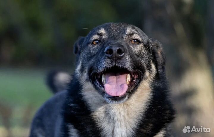 Неприхотливый, озорной пёс, модель и неженка