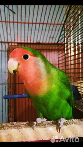 Попугай неразлучник с клеткой
